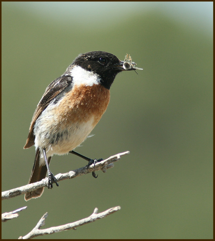 Stonechat, Svarthakad buskskvtta   (Saxicola torquata).jpg