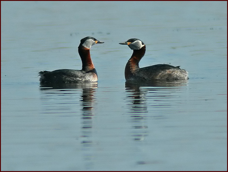 Red-necked Grebe, Grhakedopping
