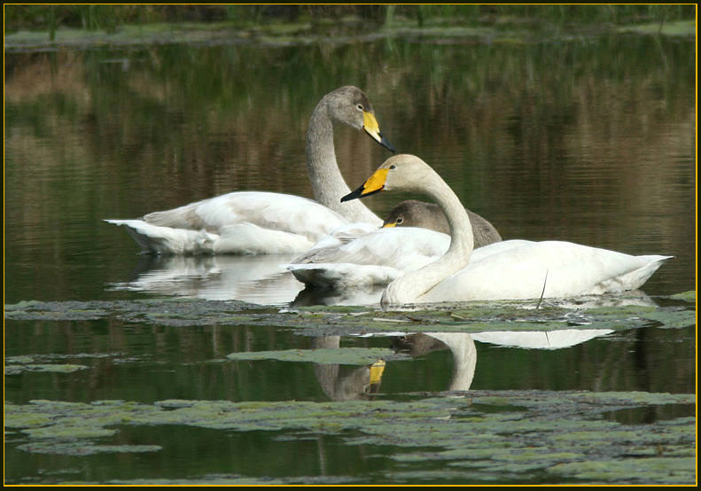 Whooper Swan, Sångsvan   (Cygnus cygnus).jpg