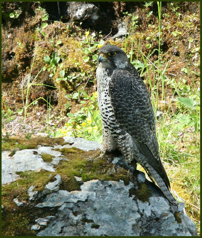 Gyrfalcon female, Jaktfalk hona   (Falco rusticolus).jpg