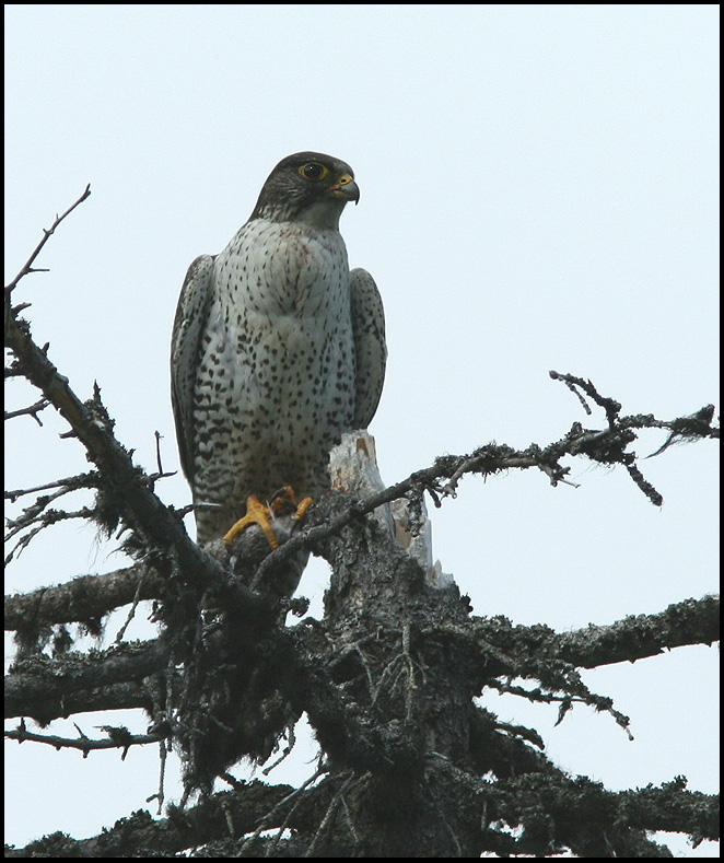 Falco rusticolus male.jpg