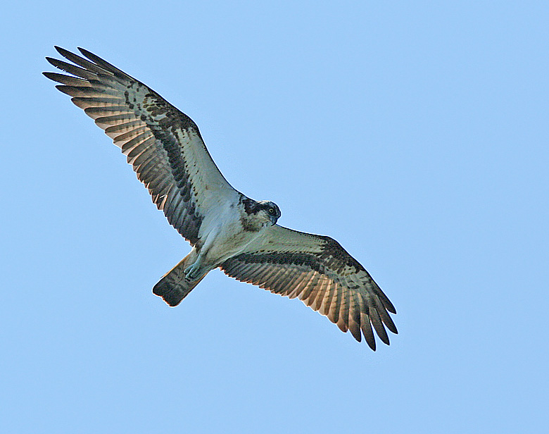 Osprey, Fiskgjuse   (Pandion haliaetus).jpg