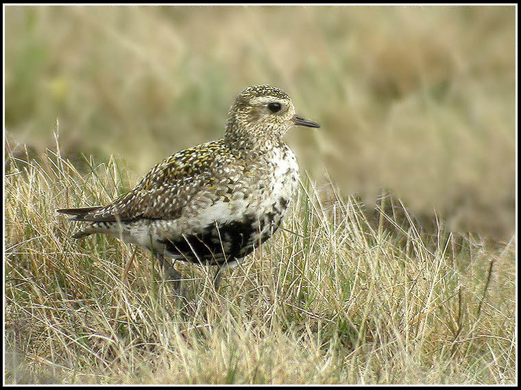 Pluvialis apricaria fem.jpg