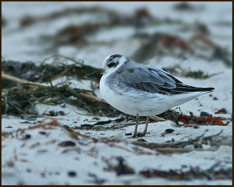 Grey Phalarope, Brednäbbad simsnäppa (Phalaropus fulicarius).jpg