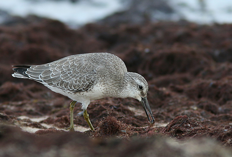 Red Knot, Kustsnppa   (Calidris canutus).jpg