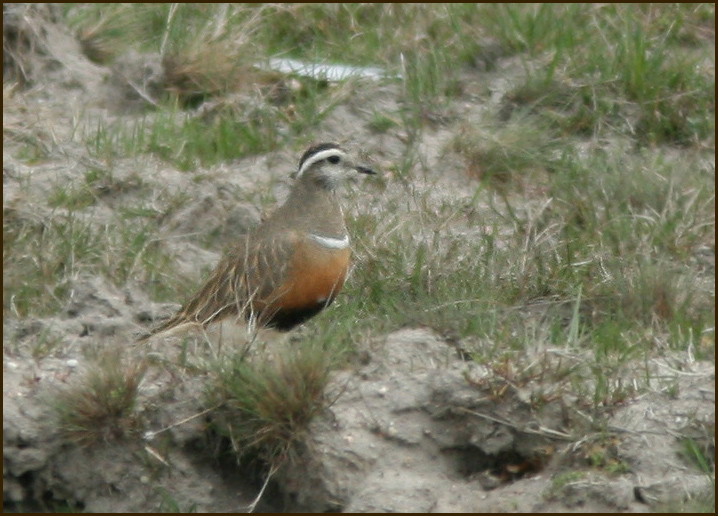 Dotterel. Fjällpipare (Charadrius morinellus).jpg