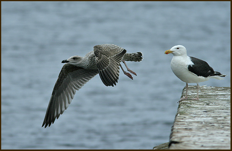 Greater Black-backed Gull adult and juv.  Larus marinus.jpg
