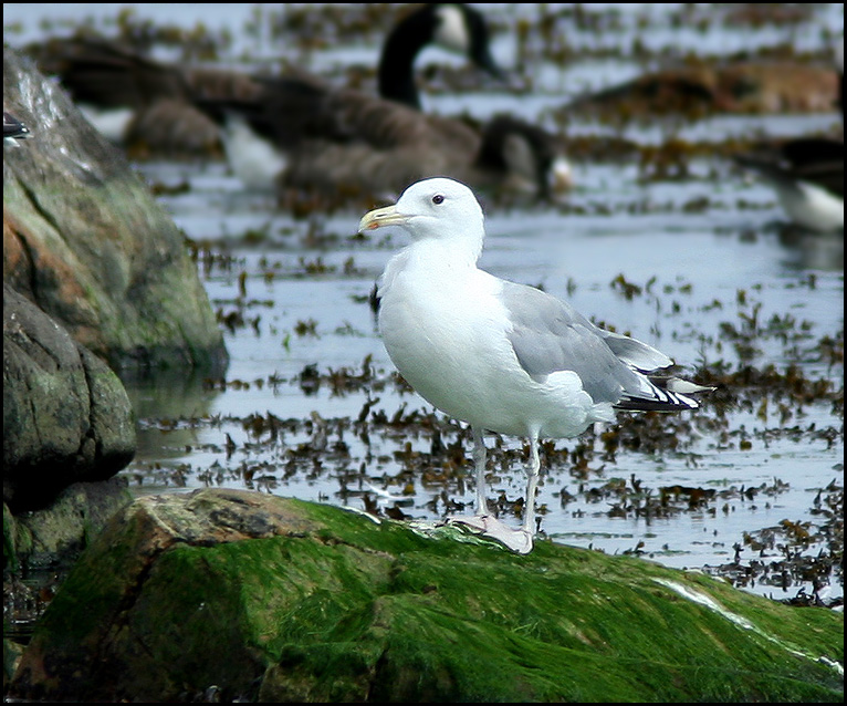 Caspian Gull, Kaspisk trut  (Larus cachinnans).jpg