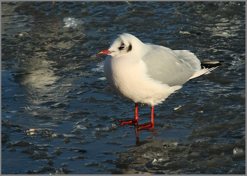 Black-headed Gull, Skrattms   (Chroicocephalus ridibundus)..jpg