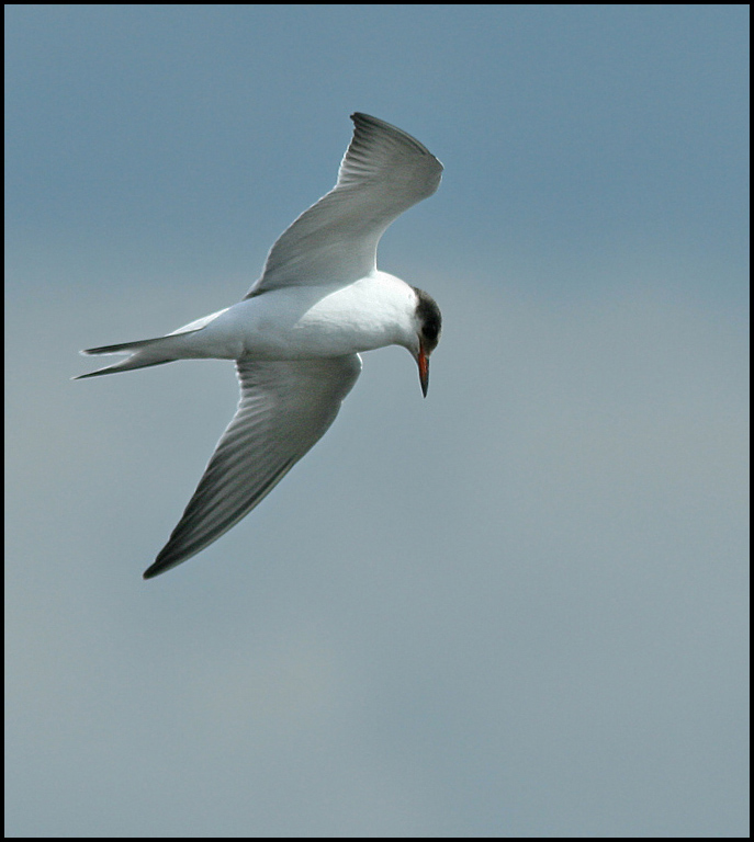Common Tern, Fisktärna  (Sterna hirundo).jpg