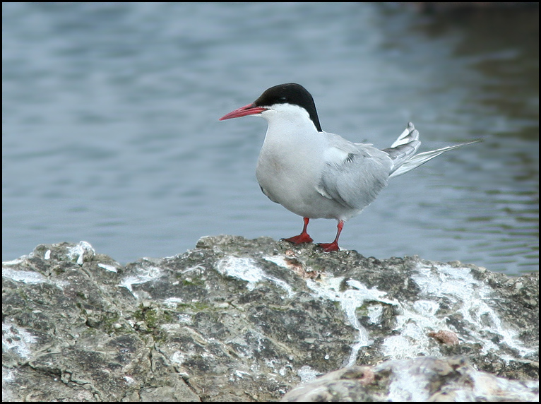 Arctic Tern, Silvertärna  (Ssterna paradisaea).jpg