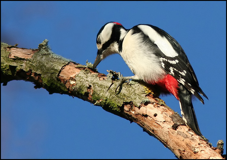 Större hackspett hane (Dendrocopus major) Greater Spotted Woodpecker male .jpg
