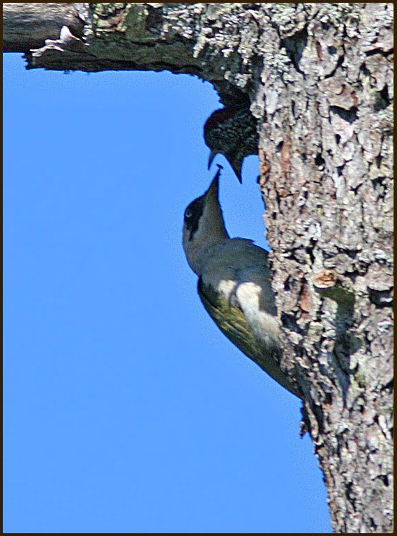 Green Woodpecker, Gröngöling ( Picus viridis).jpg