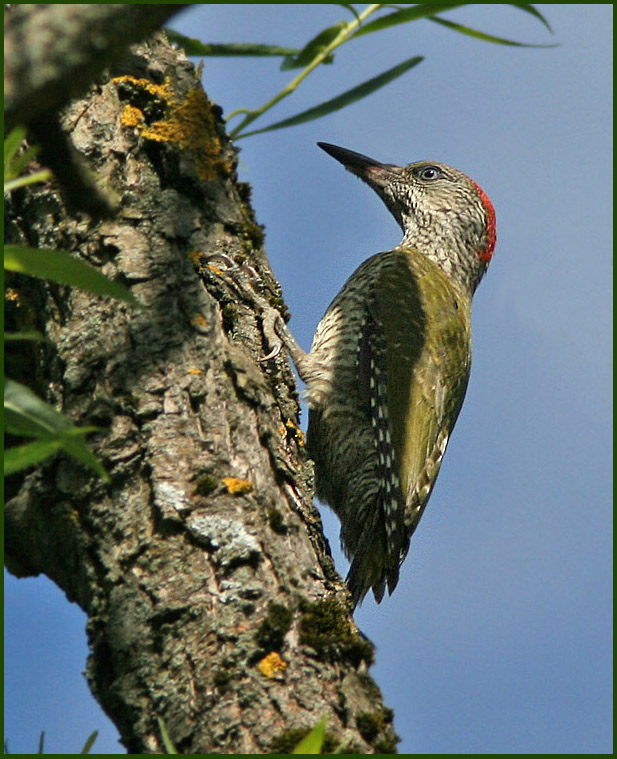 Green Woodpecker, Gröngöling ( Picus viridis).jpg