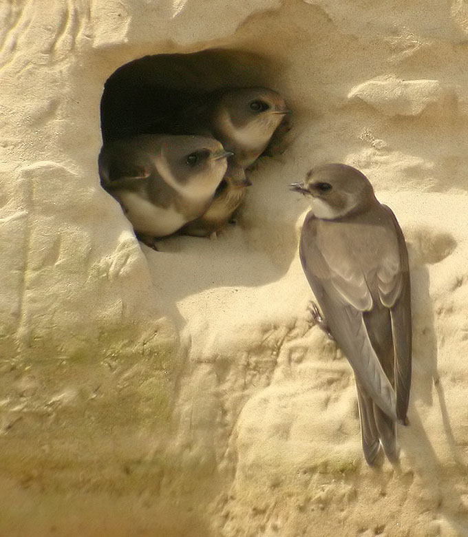 Sand martin, Backsvala   (Riparia riparia).jpg