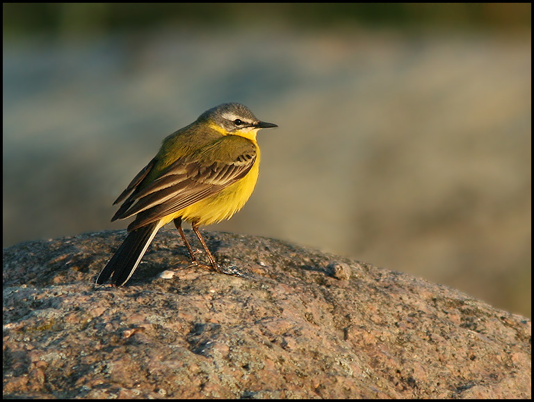 Yellow wagtail, Gulrla  (Motacilla flava flava)jpg