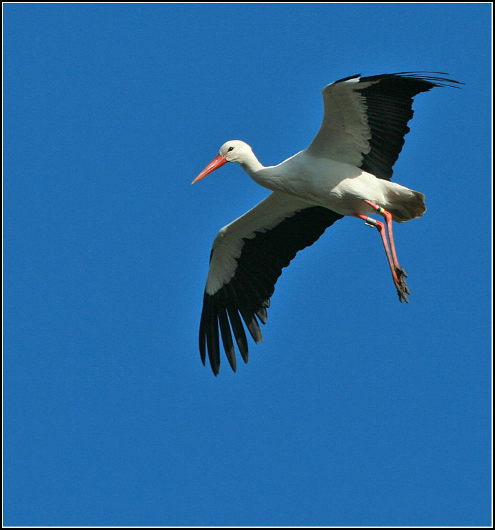 White Stork   (Ciconia ciconia).jpg