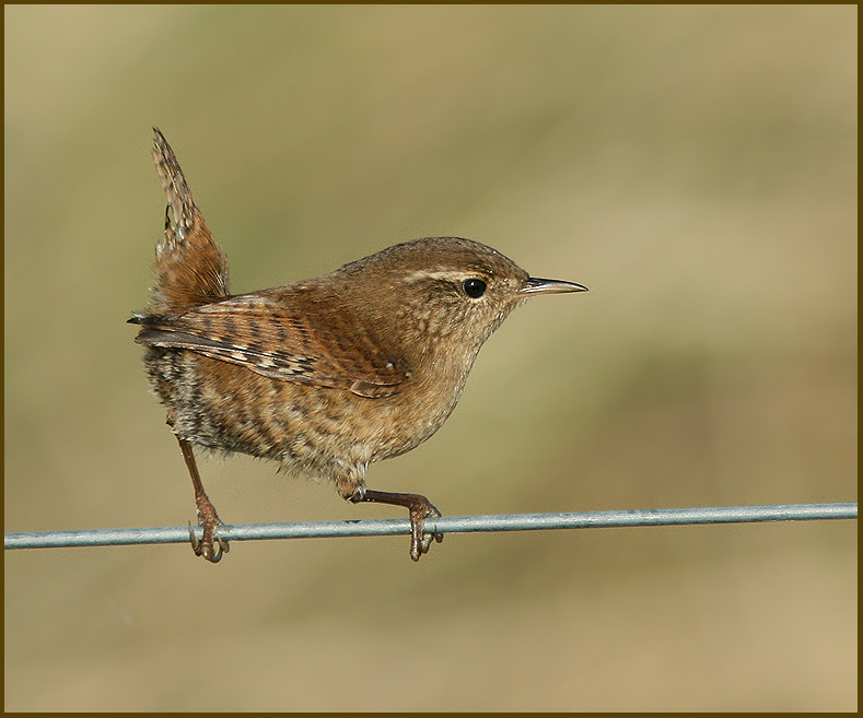 Wren, Gärdsmyg (Troglodytes troglodytes).jpg