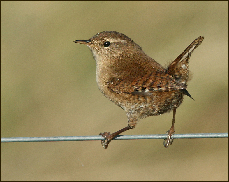 Wren, Gärdsmyg (Troglodytes troglodytes).jpg