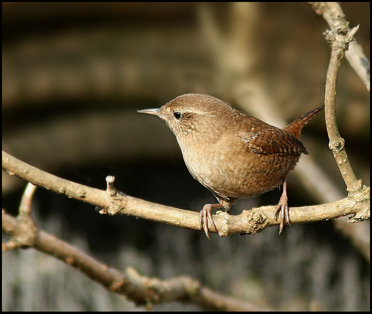 Wren, Gärdsmyg (Troglodytes troglodytes).jpg
