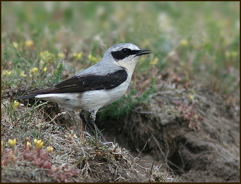 Northern Wheatear, Stenskvtta   (Oenanthe oenanthe).jpg