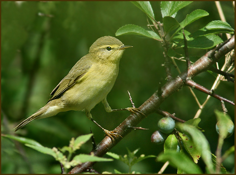 Chiffchaff juv. Gransångare juv. (Phylloscopus collybita).jpg