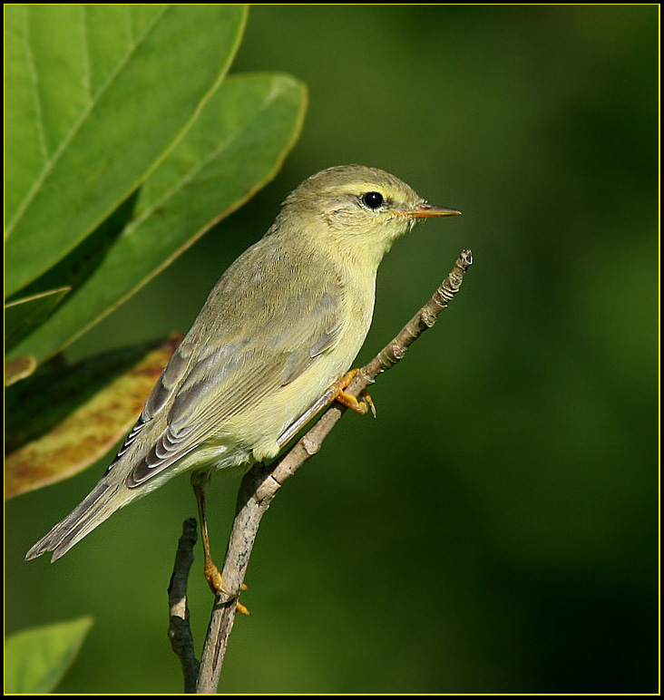 Willow warbler juv. (Phylloscopus trochilus).jpg