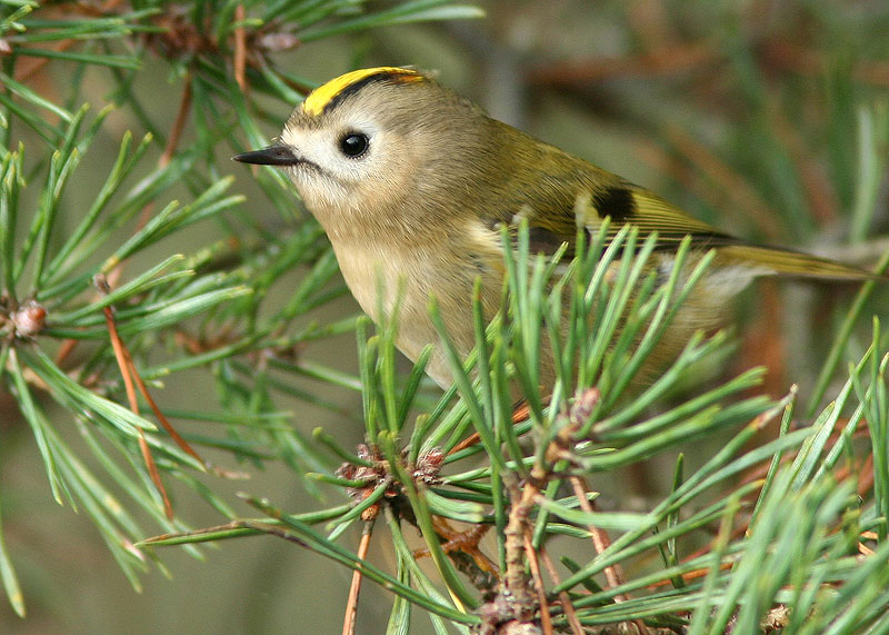 Goldcrest, Kungsfågel (Regulus regulus).jpg