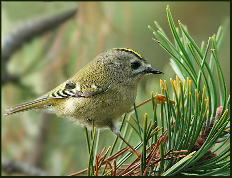 Goldcrest, Kungsfågel (Regulus regulus).jpg