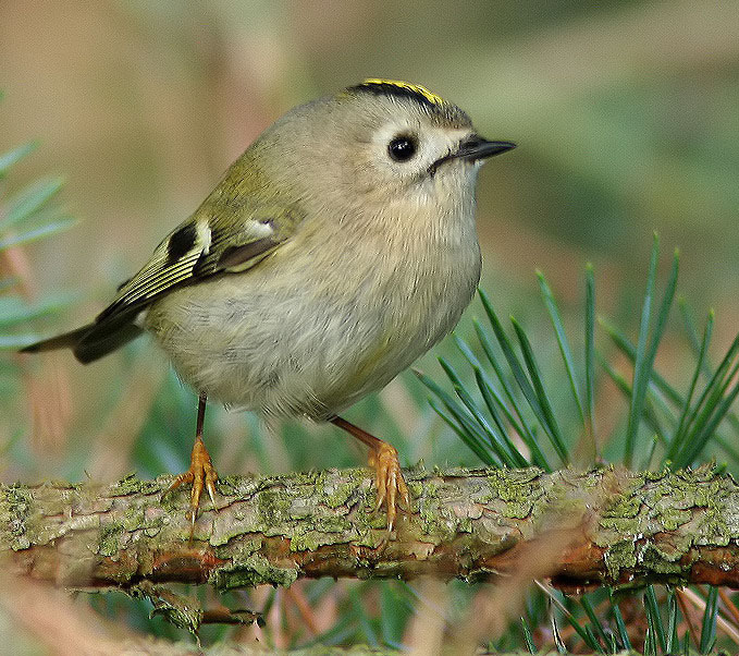 Goldcrest, Kungsfågel (Regulus regulus).jpg