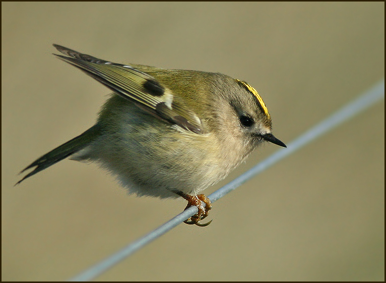 Goldcrest, Kungsfågel (Regulus regulus).jpg