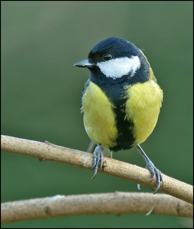 Great Tit , Talgoxe (Parus major).jpg