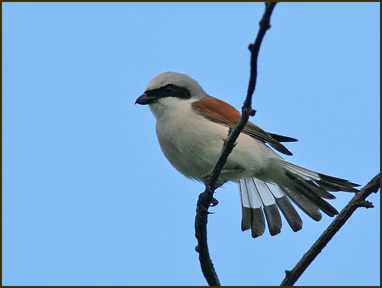 Red-backed Shrike, Trnskata   (Lanius collurio).jpg