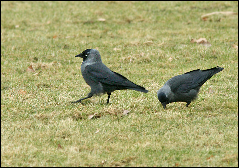 Jackdaw, Kaja  (Corvus monedula).jpg