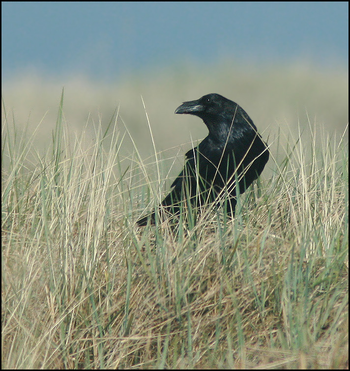 Raven, Korp   (Corvus corax).jpg
