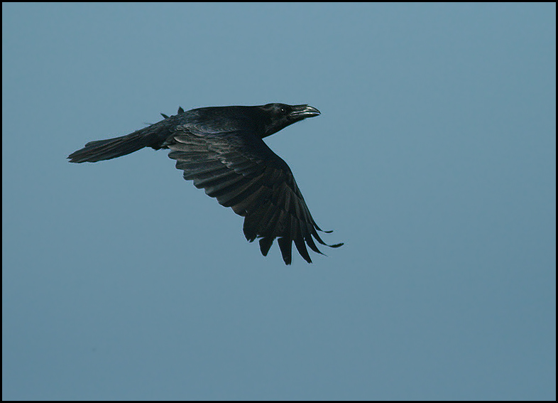 Raven, Korp   (Corvus corax.jpg