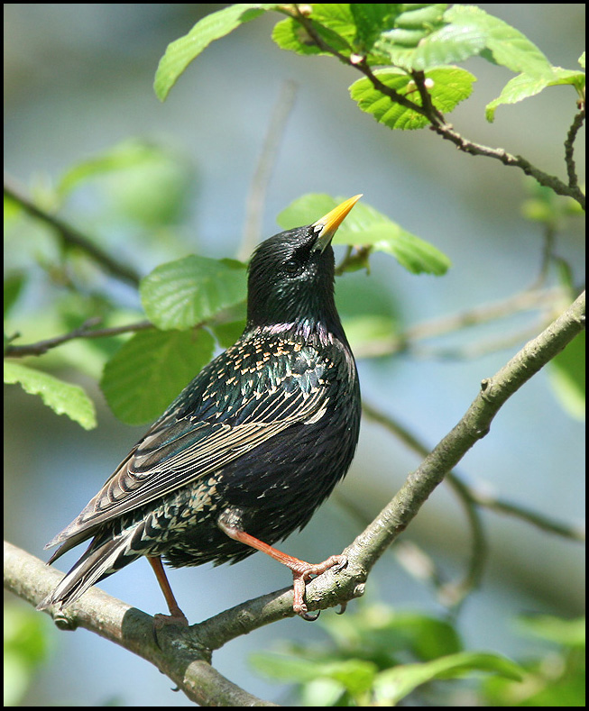 Starling, Stare  (Sturnus vulgaris).jpg