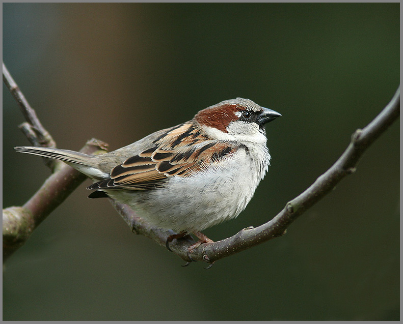 House sparrow, Gråsparv (Passer domesticus).jpg