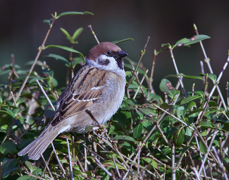 Tree Sparrow, Pilfink  (Passer montanus).jpg