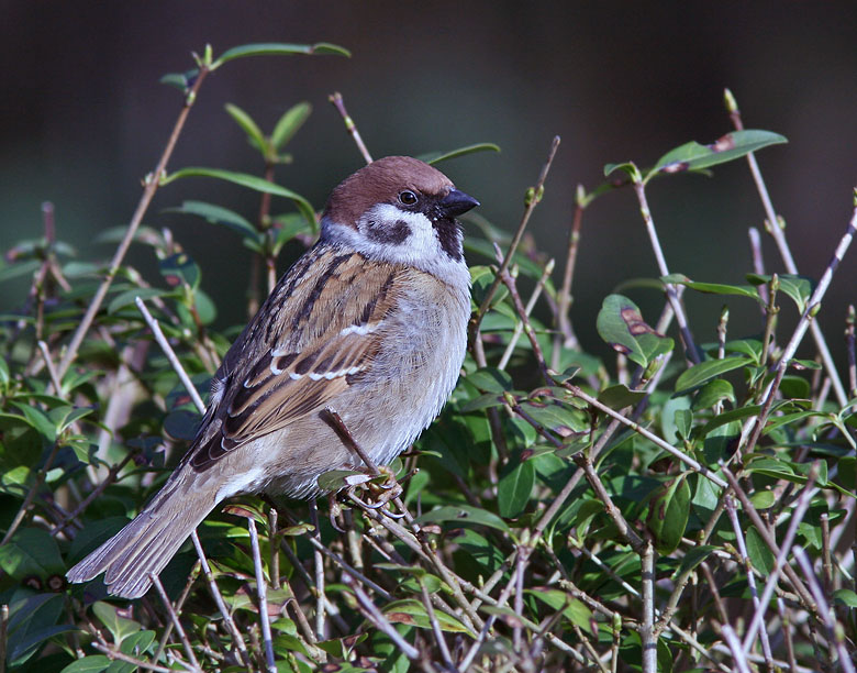 Tree Sparrow, Pilfink (Passer montanus).jpg