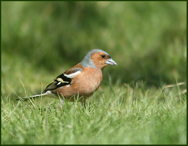 Chaffinch, Bofink  (Fringilla coelebs).jpg