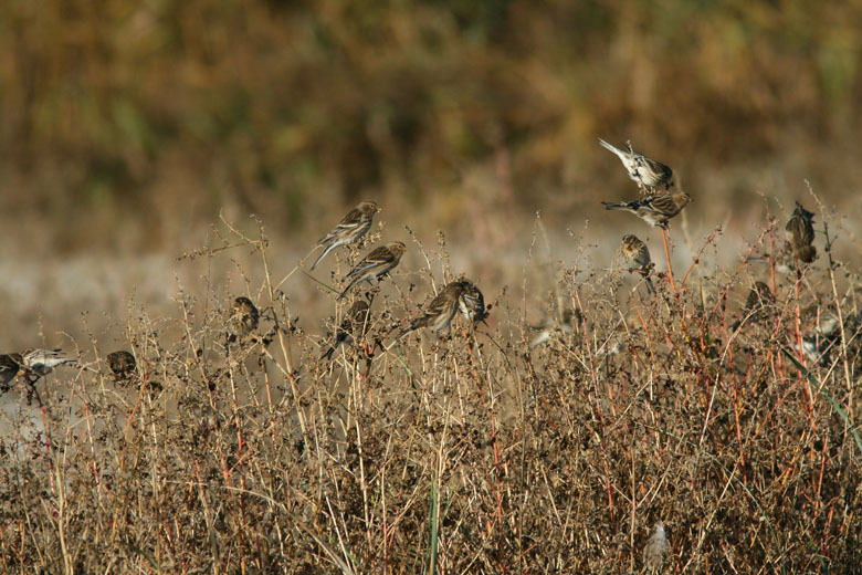 Twite, Vinterhämpling (Carduelis flavirostris)..jpg