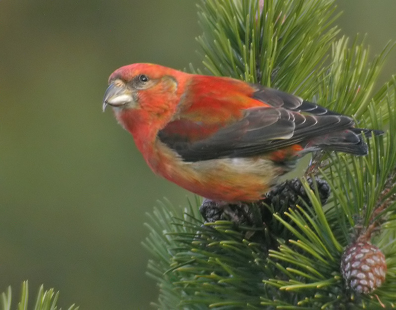 Crossbill, Korsnäbb (Loxia curvirostra).jpg