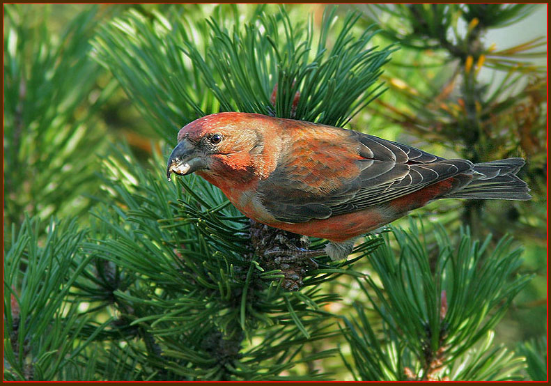 Crossbill, Korsnäbb (Loxia curvirostra).jpg