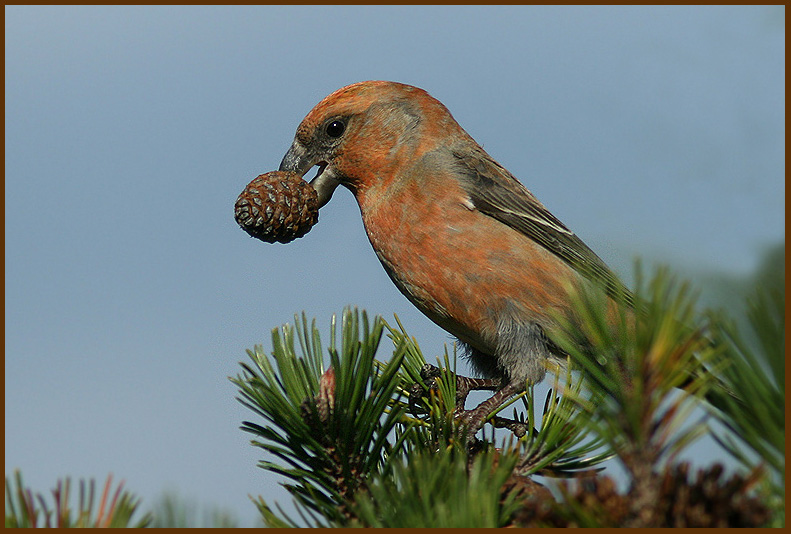 Crossbill, Korsnbb  (Loxia curvirostra).jpg