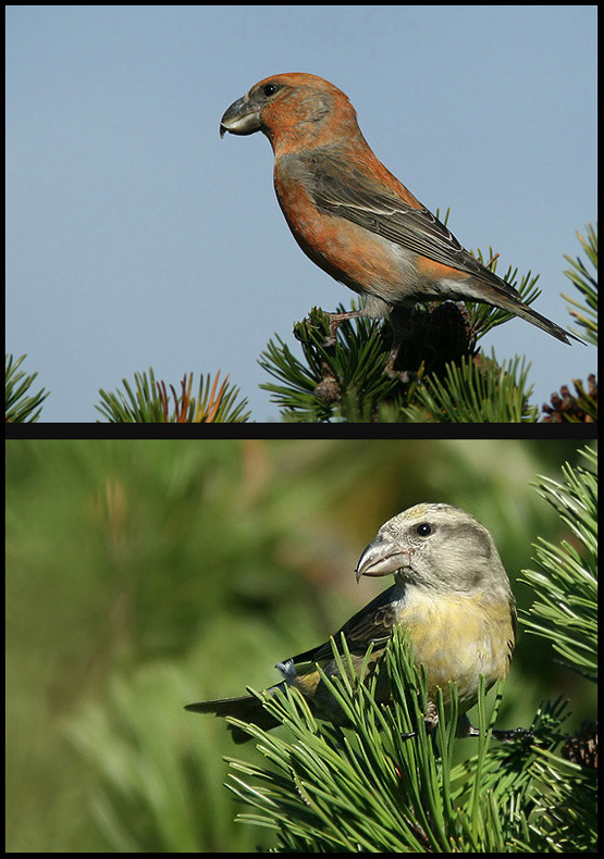 Crossbill, Korsnäbb (Loxia curvirostra).jpg
