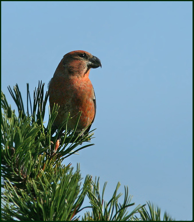 Parrot Crossbill, Strre korsnbb  (Loxia pytyopsittacus).jpg