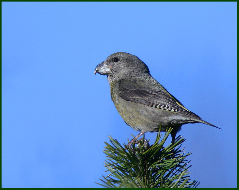 Parrot Crossbill, Strre korsnbb  (Loxia pytyopsittacus).jpg