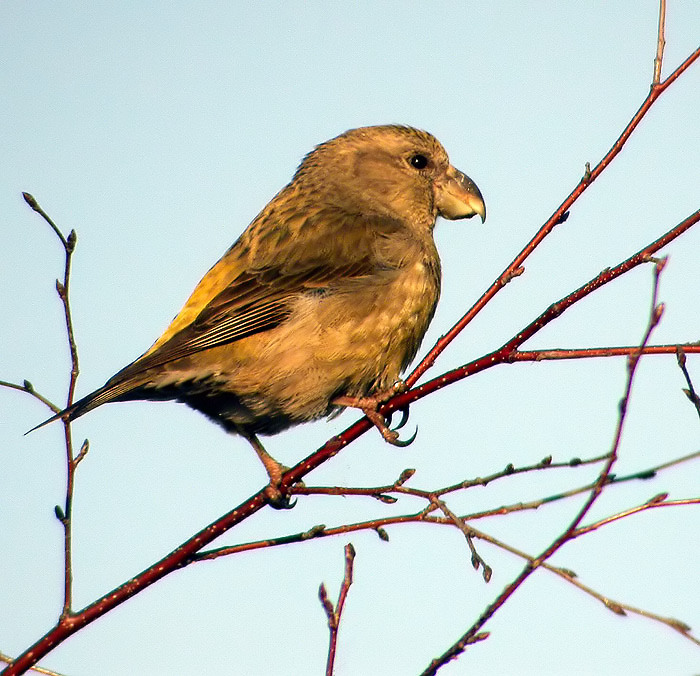 Parrot Crossbill, Strre korsnbb  (Loxia pytyopsittacus) juv. male.jpg