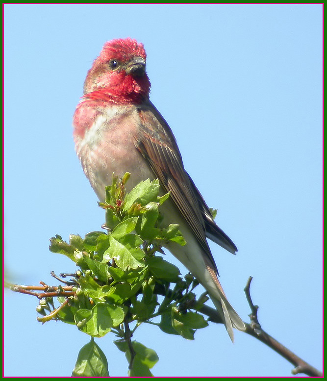 Scarlet Rosefinch, Rosenfink   (Carpodacus erythrinus).jpg